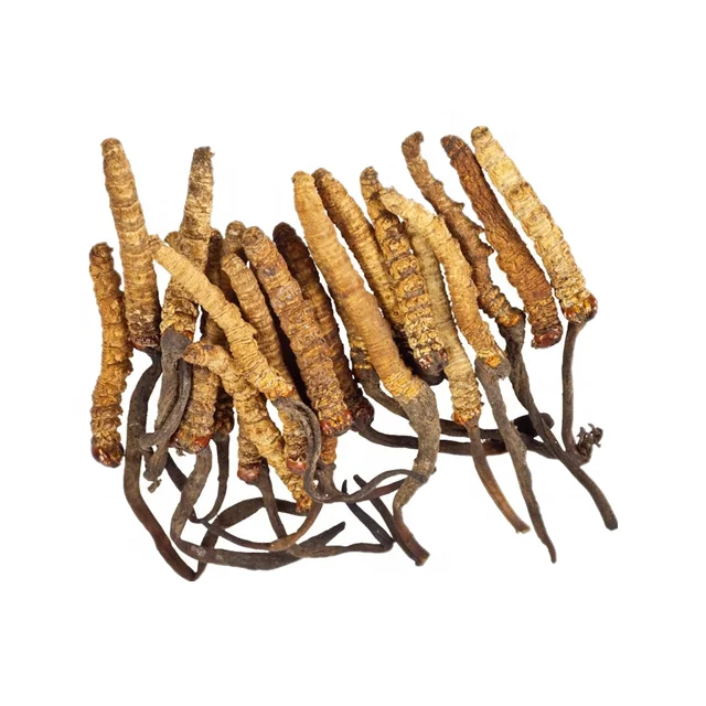 Manufacturer Supply EU and NOP Organic Cordyceps Militaris Extract powder