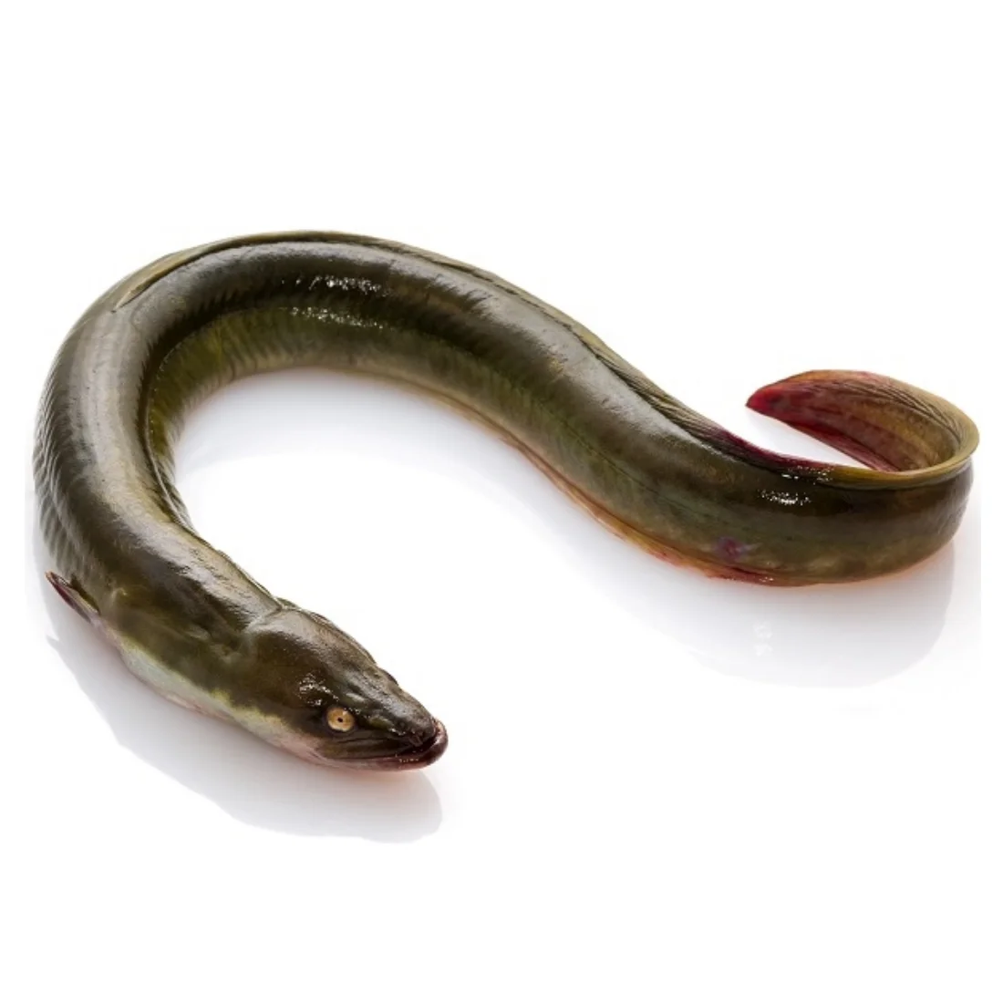 Wholesale Alive Fresh Frozen Eel Fish From Bangladesh Supplier