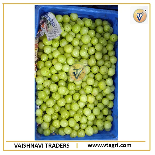High Quality Fresh Indian Green Gooseberry - Amla