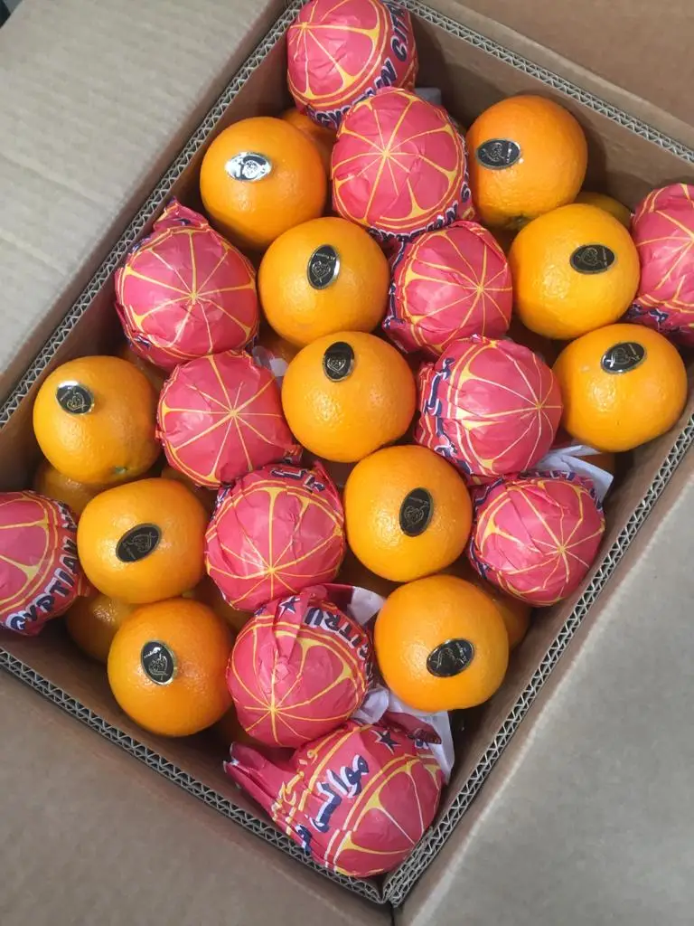 Premium quality Egyptian fresh Healthy Natural Baladi Orange 15 kg Carton box  for juices