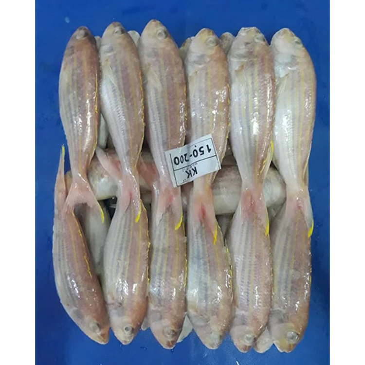 
Yellowbelly Threadfin Sea Bream Fish 