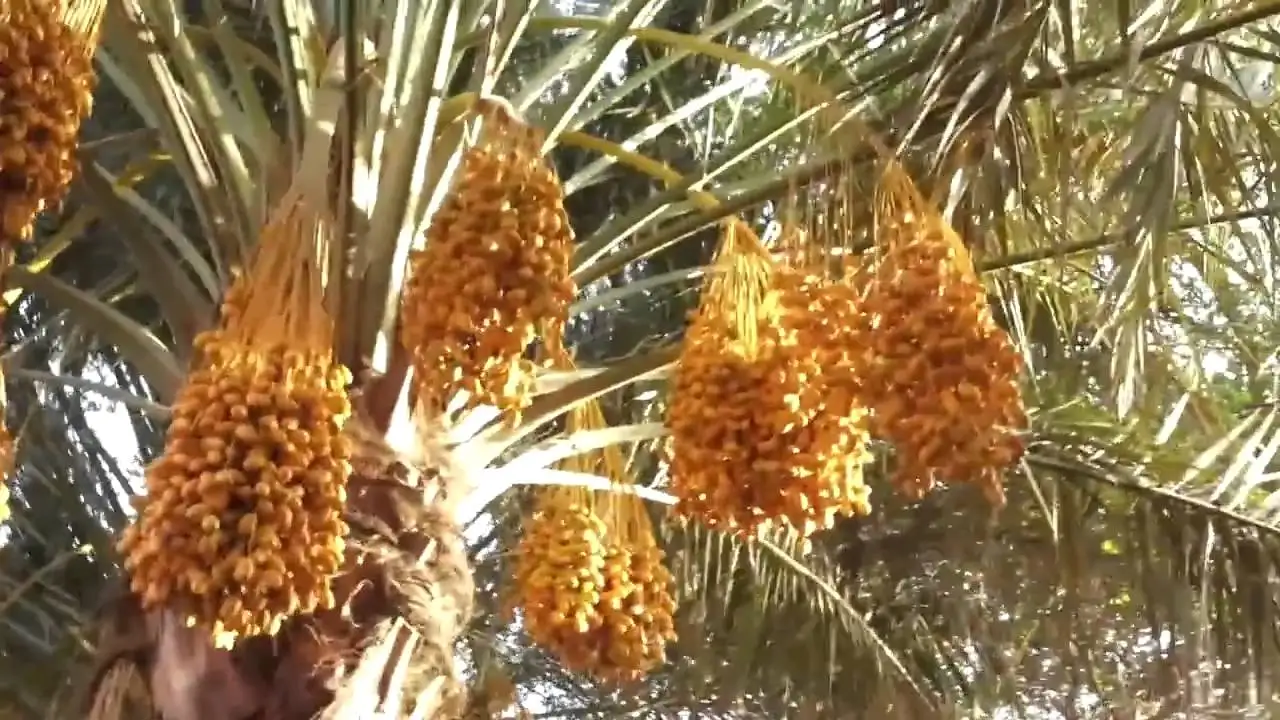 100% скрапчивые свежие даты-низкая цена