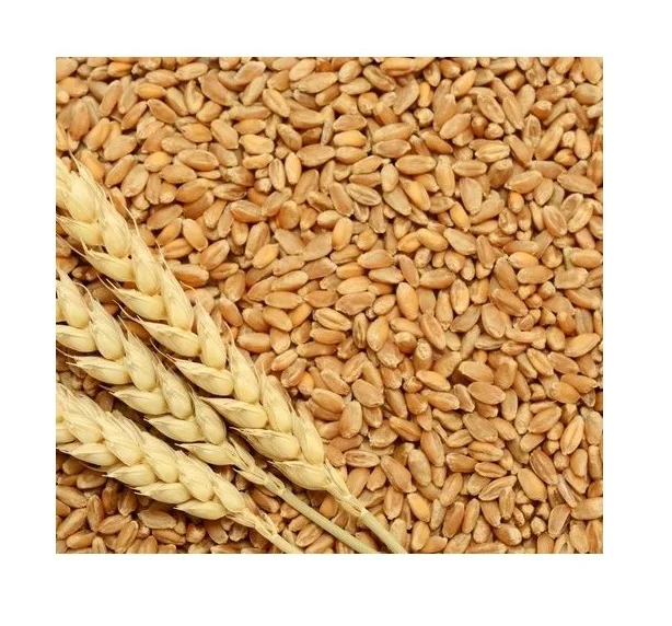 Exporter and Manufacturer of Top Quality Organic Soft Wheat Grain For Bulk Seller from India