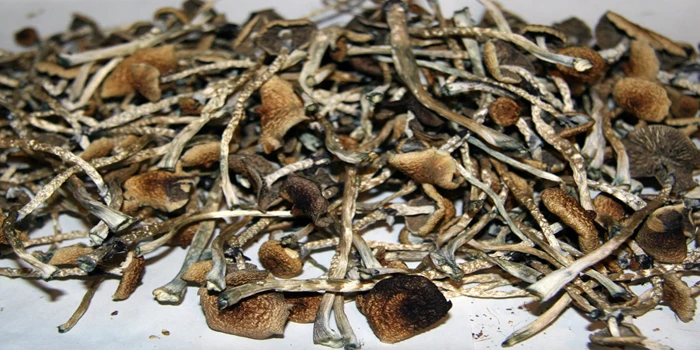Magic Mushrooms Price Dried Black Morel Mushroom