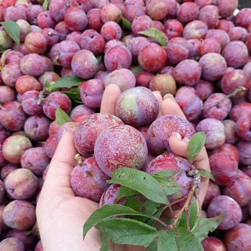 New Harvest Plums Vietnam Fresh Plums Red shell Fresh Fruit High Quality For Exporting Best Price Wholesale