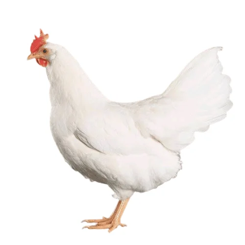Fertilized egg of special chicken breed White Legron from Turkey best price High Quality