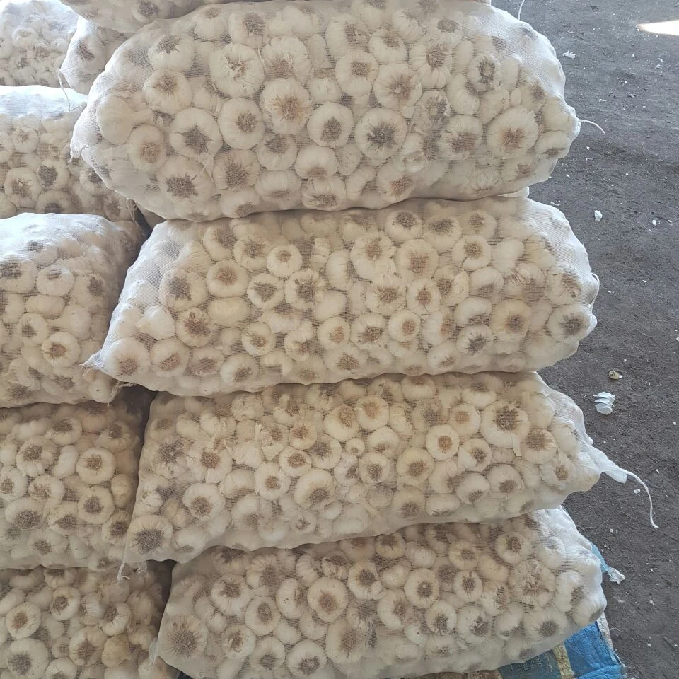 Garlic Scented High Quality Exclusive Flavor GARLIC