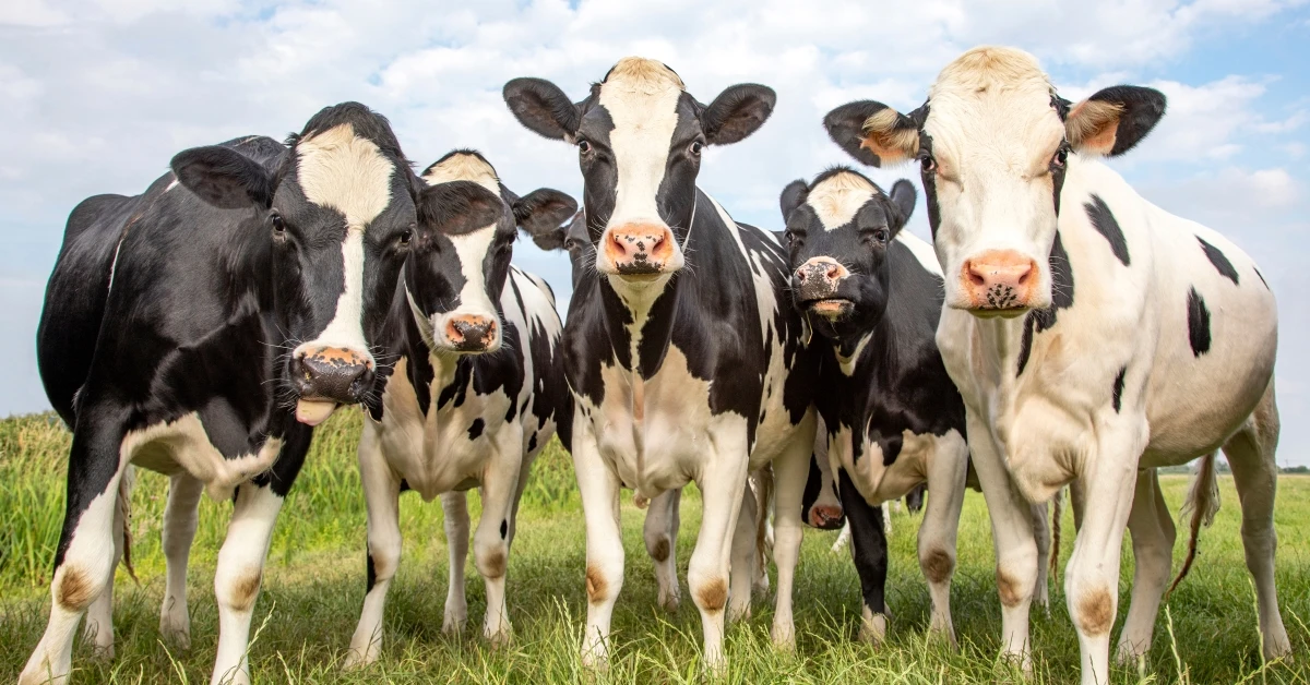 Чистый белый корм для беременных гигантский надувной Holstein скот и свежие яйца