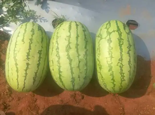 
HIGH YIELDING Alfa F1 HYBRID WATERMELON SEEDS FOR GHANA 
