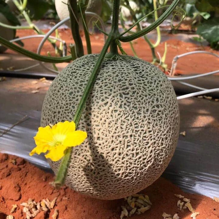 
Available Fresh Melon Exported Large Quantitys Premium Cantaloupe Taken Care By Japanese Standard Procedure 