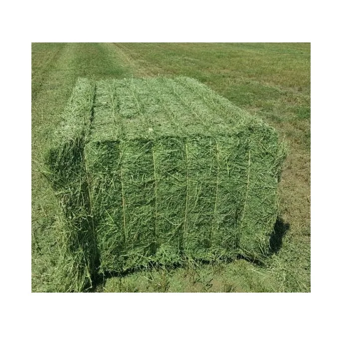 Wholesale Best Quality alfalfa hay cattle feed For Sale In Cheap Price