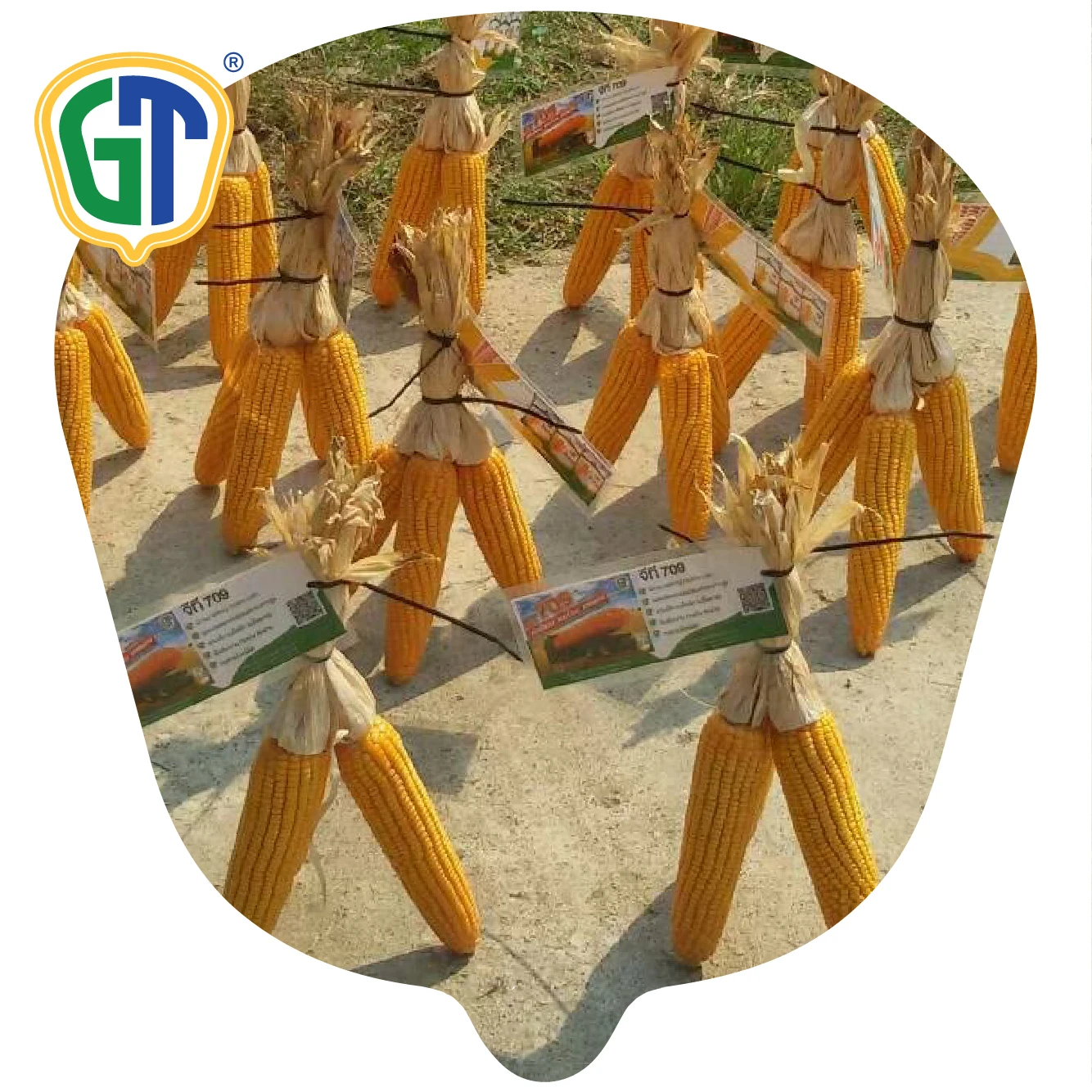 Very High Yield 105-110 Days Maturity Medium Size 83-85% Shelling Orange Yellow Color Corn