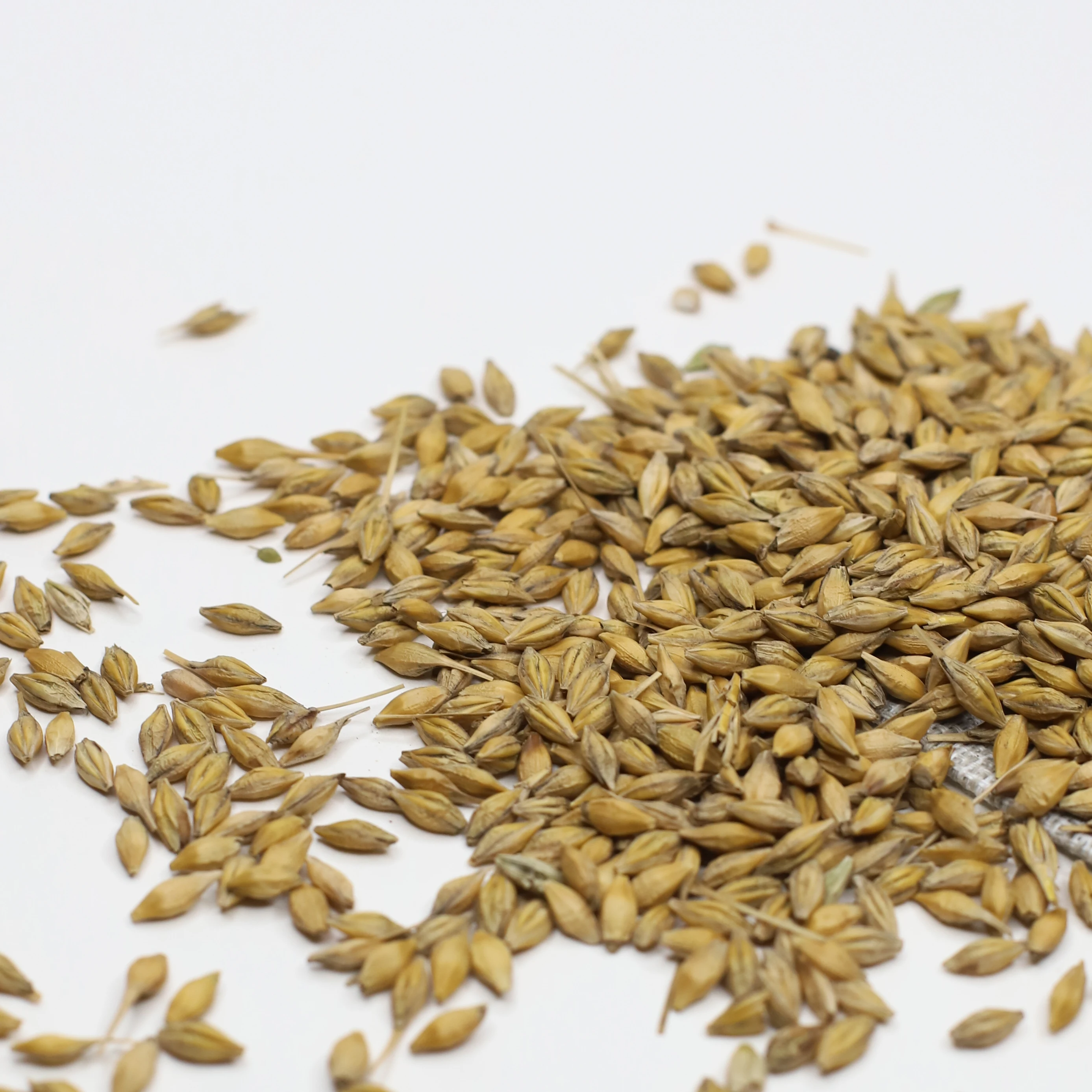 Ukraine organic natural grain wheat.