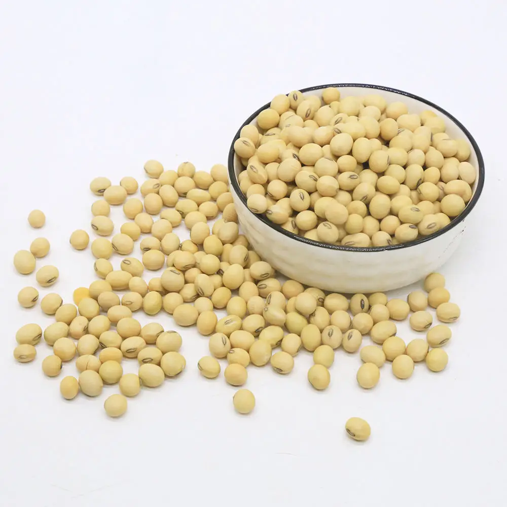 High protein yellow soybean soya beans / soy bean for sale