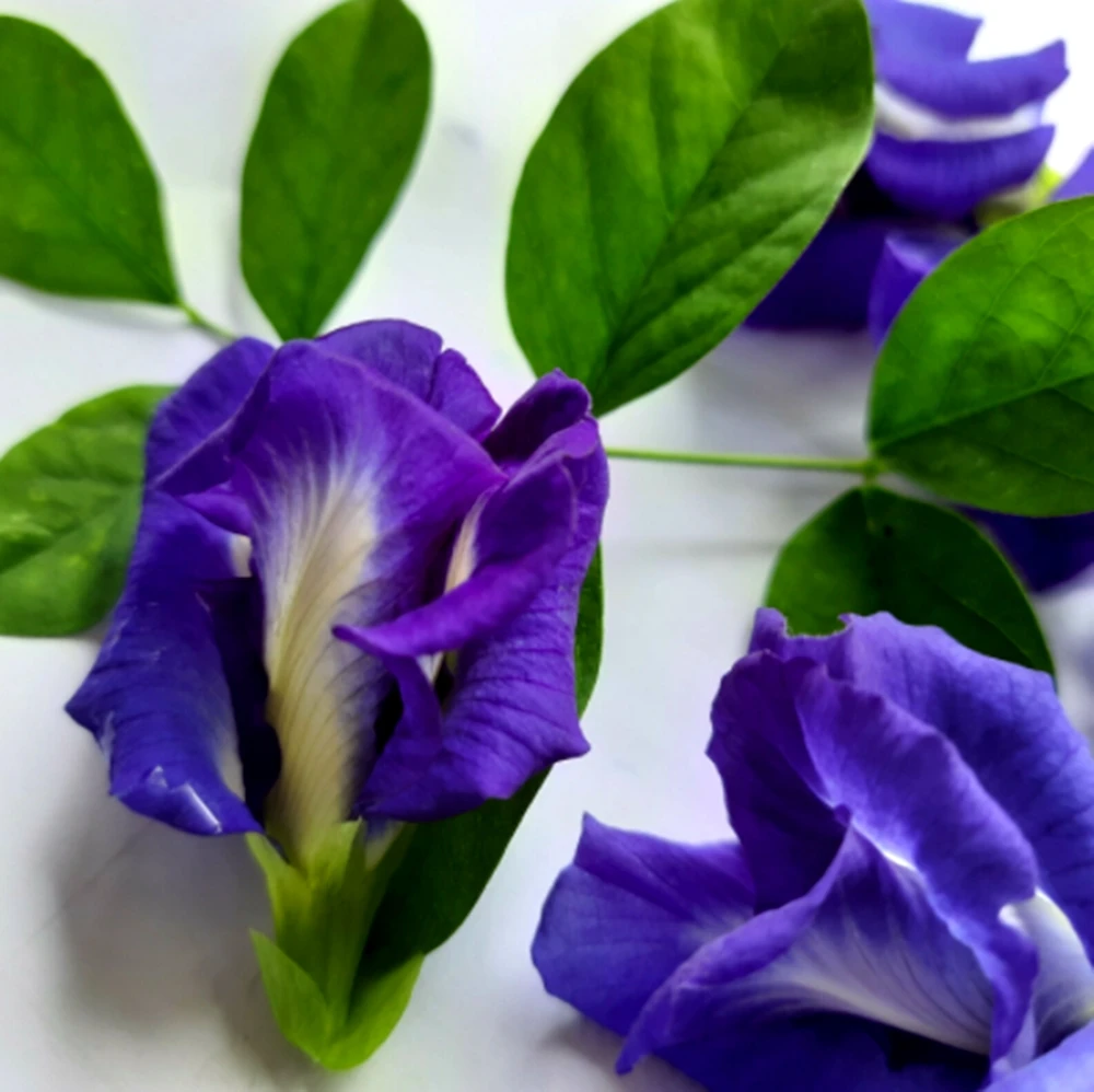 Dried Butterfly Pea Flower Tea Nature Natural Organic Premium Quality Blue Food Product of Thailand 500 g/bag