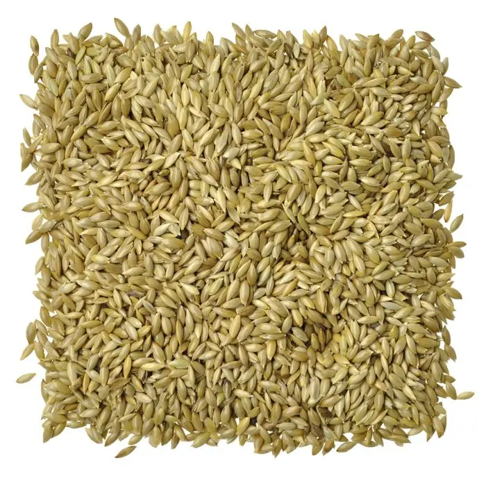 Canary Seed / 100% Pure Natural Seed / Great Quality