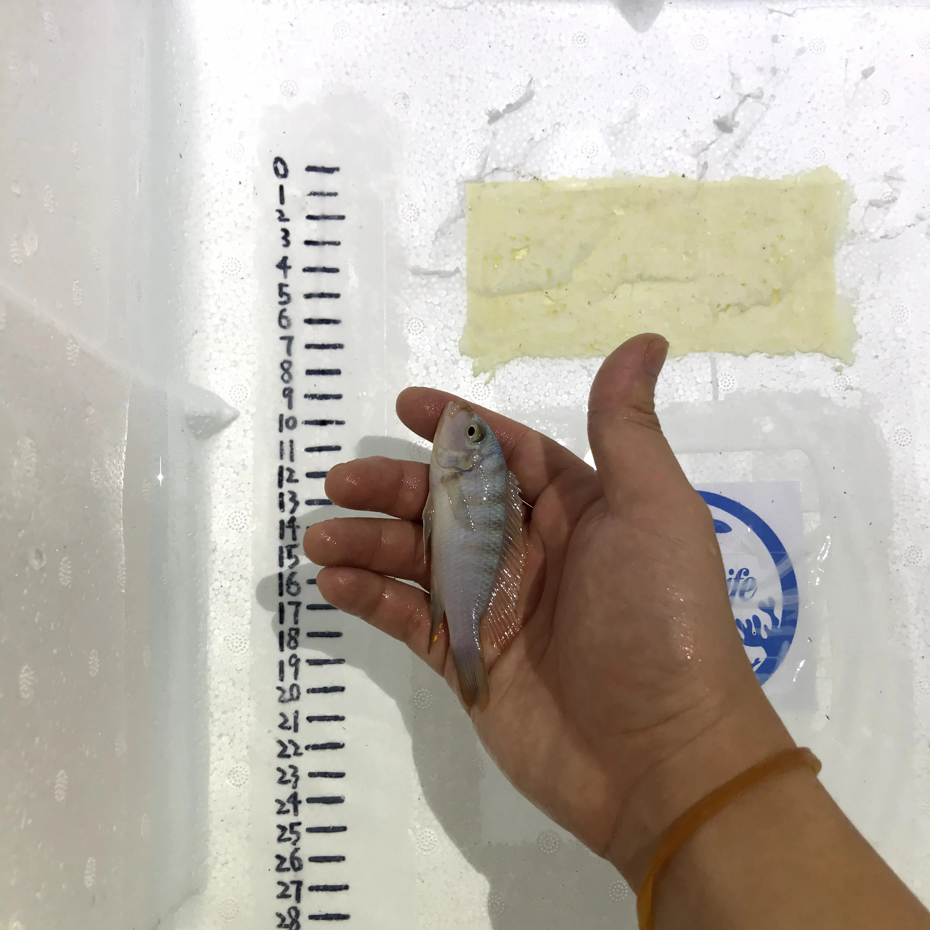 
Farm bred Pseudotropheus sp.