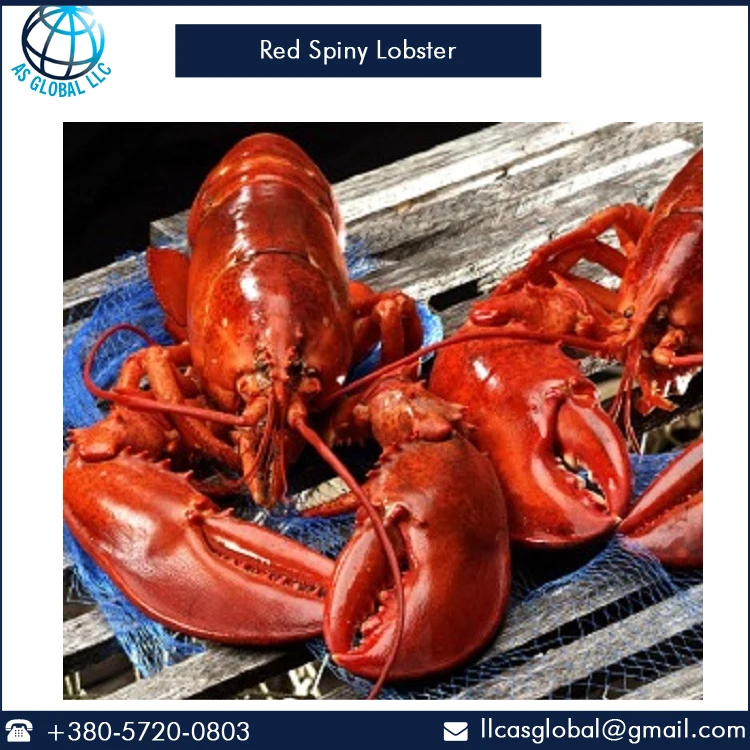 
Top Quality Live and Frozen Red Spiny Lobster 