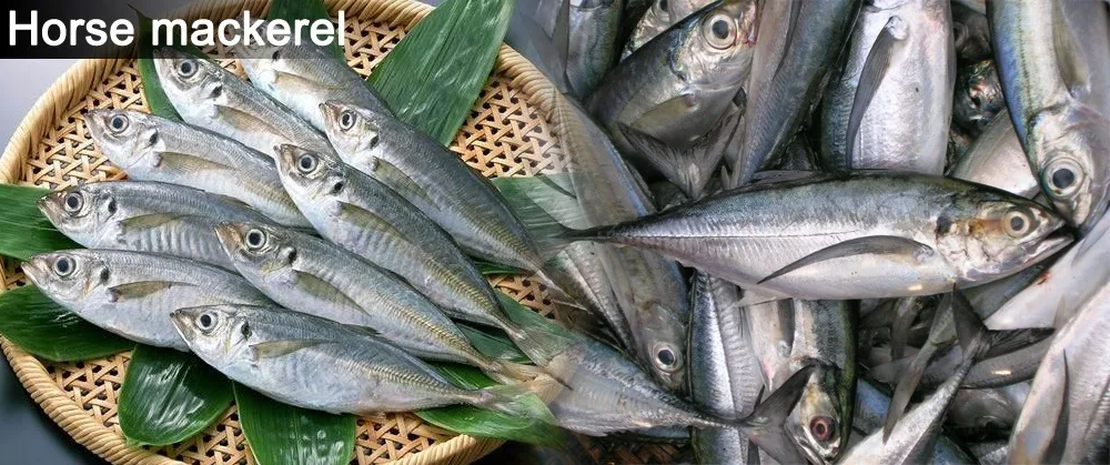 TOP SELLER FROZEN HORSE MACKEREL FROZEN SEAFOOD IQF Frozen Fish Food (Thai Lien Company, Ms Phuong: +84789196389)