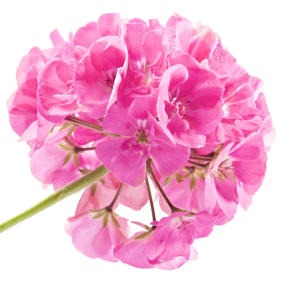 Manufacturer Supply wholesale Bulk Price Rose Geranium Essential Oil For Aromatherapy and Cosmetic Purposes