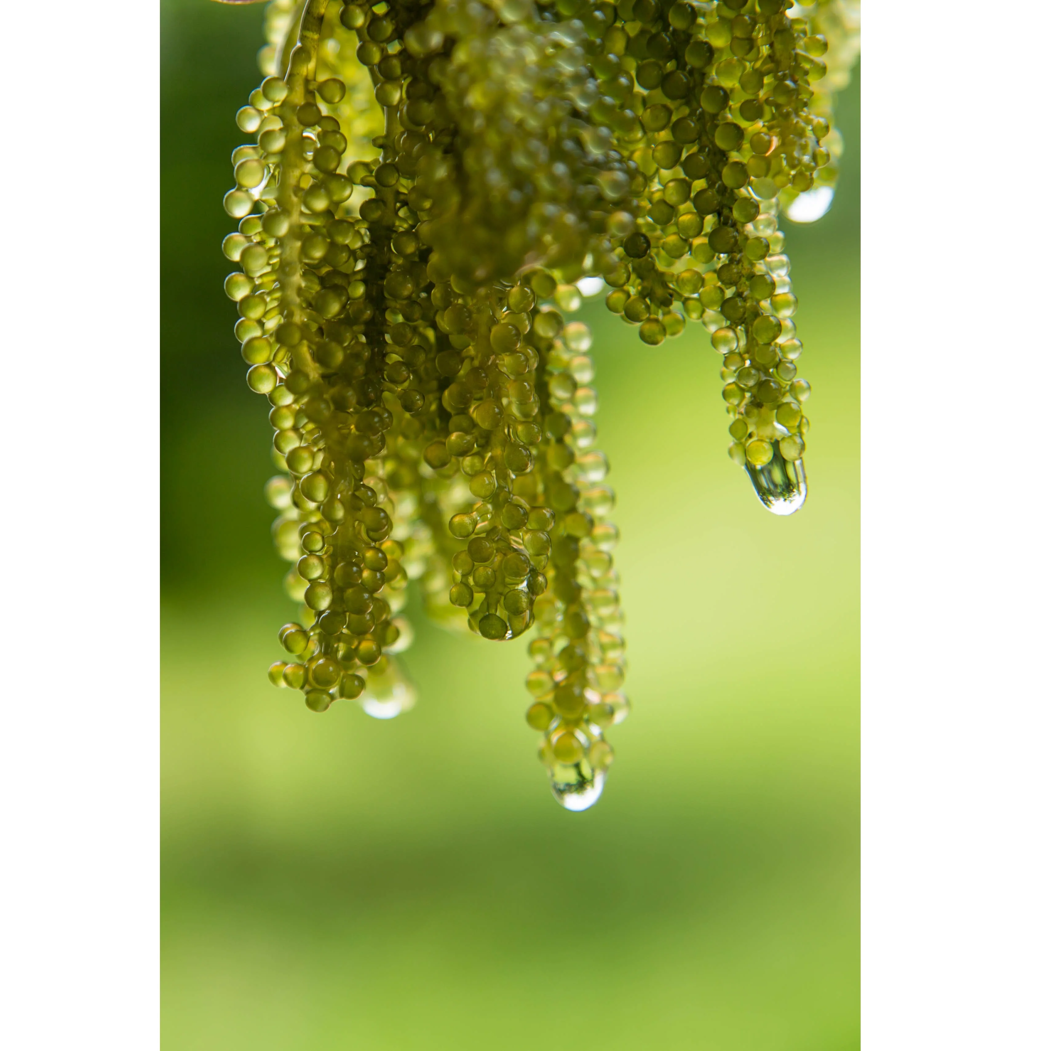 Vegan Vietnamese VLUMI Seaweed Fresh Sea Grapes - Umibudo for Sashimi