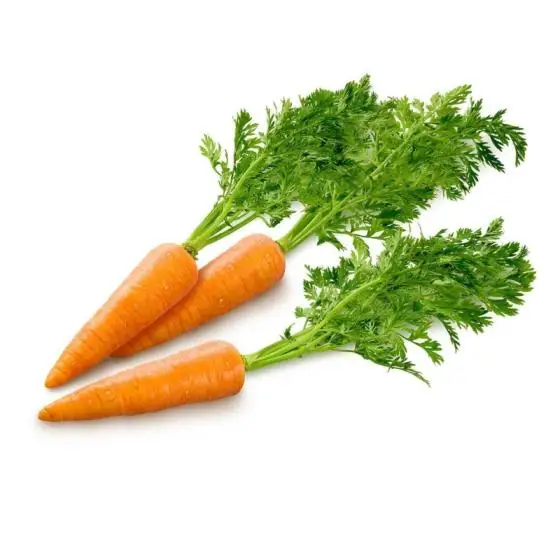 Fresh Wholesale Yellow Carrots