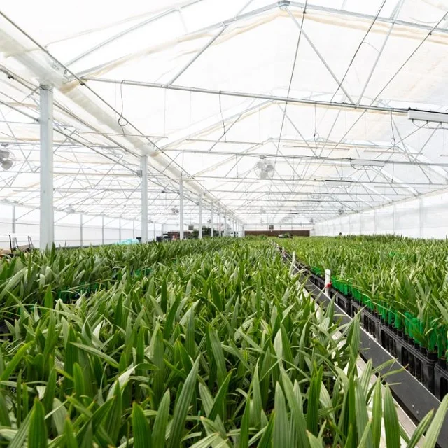 2 Years Old Garden Plant Tissue Culture Date palm Seedlings