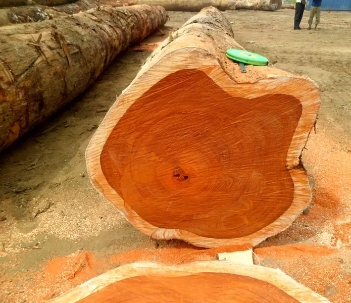 Quality Iroko Wood Logs at wholesale