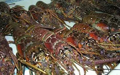 
Delicious Seafood Products Wild Live Panulirus Interruptus Red Spiny Lobster 