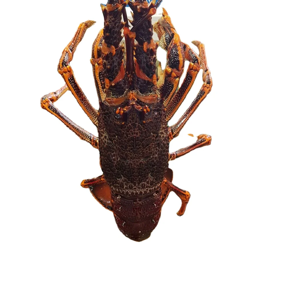 Hot sales price Fresh Frozen Lobsters / Canadian live Lobsters for sale