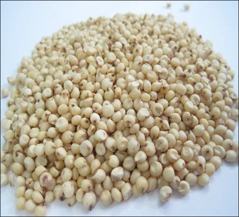 Natural Indian Sorghum White high nutrition bulk export wholesale
