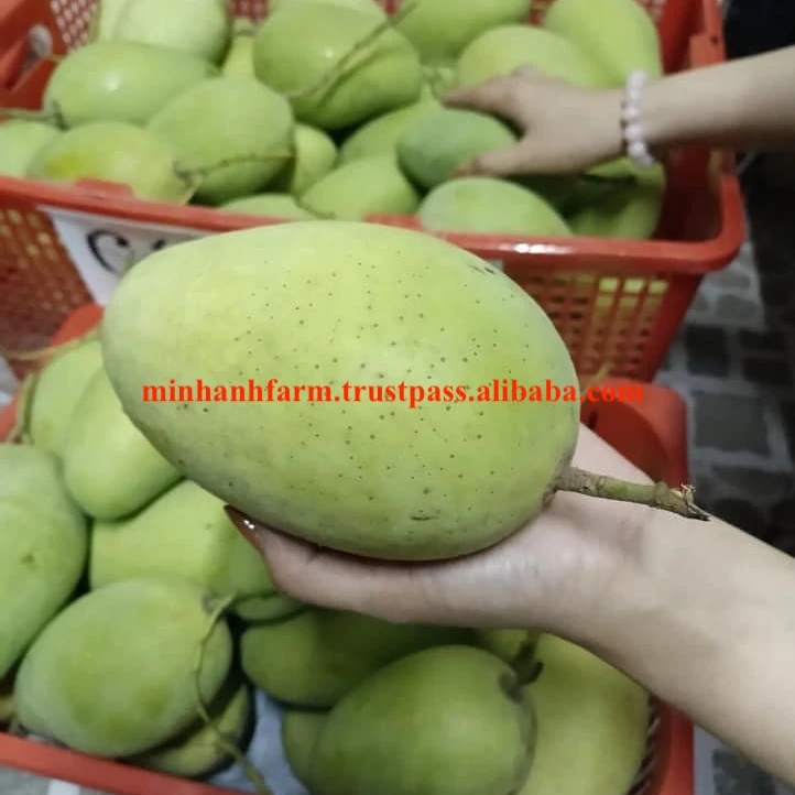 Лидер продаж 100% органическое манго во Вьетнаме низкая оптовая цена новый урожай в 2021 году