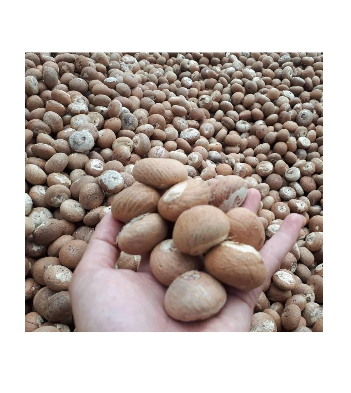  BETEL NUT HALF CUT/сушеный SUPARI/нарезанный из Вьетнама (Жасмин: + 84 37 461