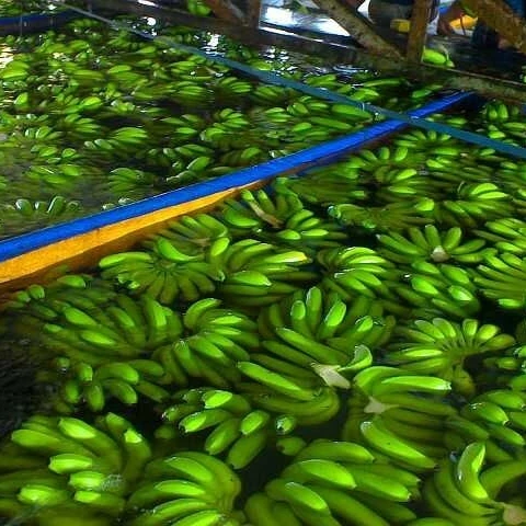 Сладкий и мягкий зеленый свежий банан кавендиш супер богатый витамин для здоровья