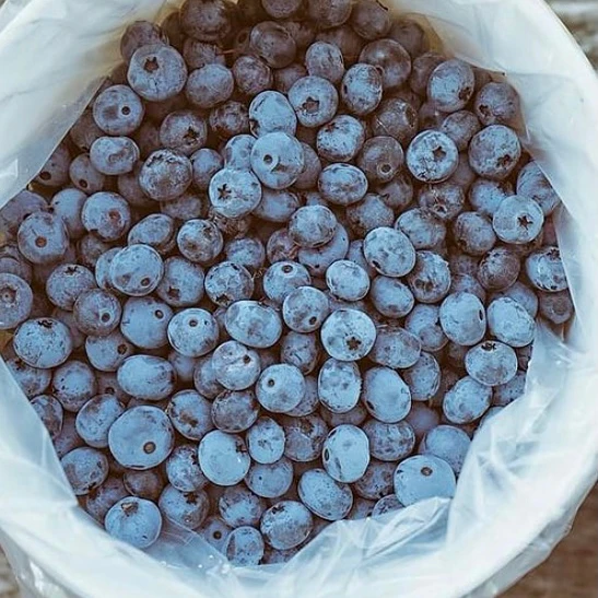 Свежие синие ягоды по низкой