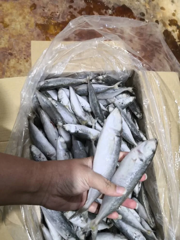 8.5Kg Net Weight Block Freezing And IQF Method Natural Silvery Color Frozen Whole Round Scad Fish