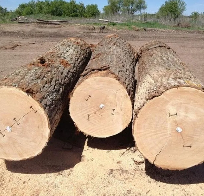  Eucalyptus timber wood logs Pine Oak