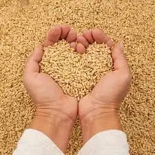 Wheat Grain