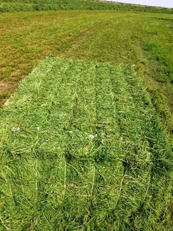 
HIGH QUALITY ALFALFA HAY BALE FROM TURKEY 