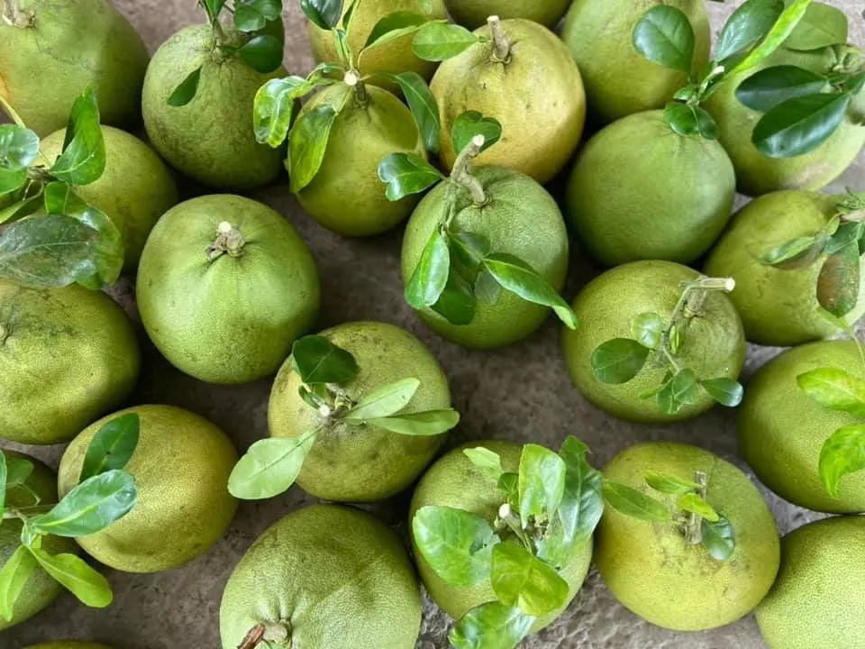 Wholesale 100% Fresh Citrus Grapefruit pomelo fruit fresh/organic Newest Season Natural color Tasty made in Viet Nam