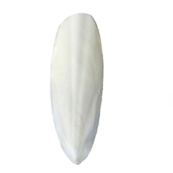 
Dried Cuttlefish Bone with high quality for Bird Food in competitive price/ Ms. Alice +84 932 482 044 