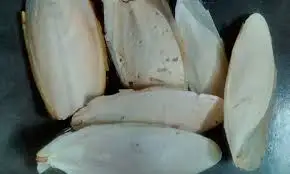 Cuttlefish Bone Dried/ Cuttlefish Bone With Low Price/ Ms.Selena +84906086094