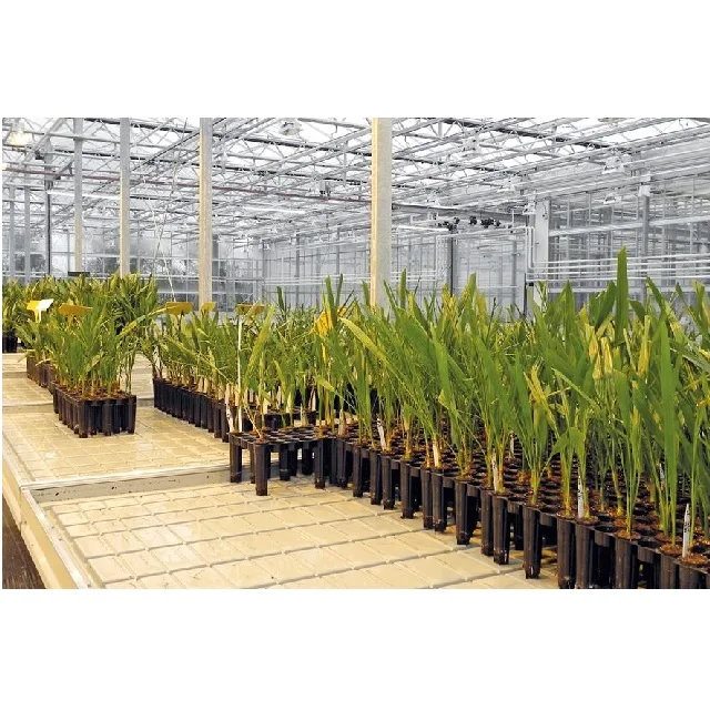 Мелкая тарелка для производства ткани культивированный Дата рассада