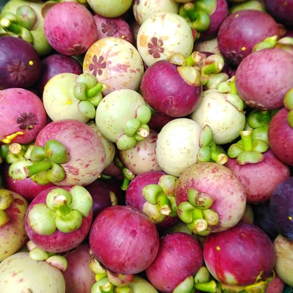 Premium from Thailand Natural Tropical Fresh Mangosteen Fruit, Thailand farmer associaton