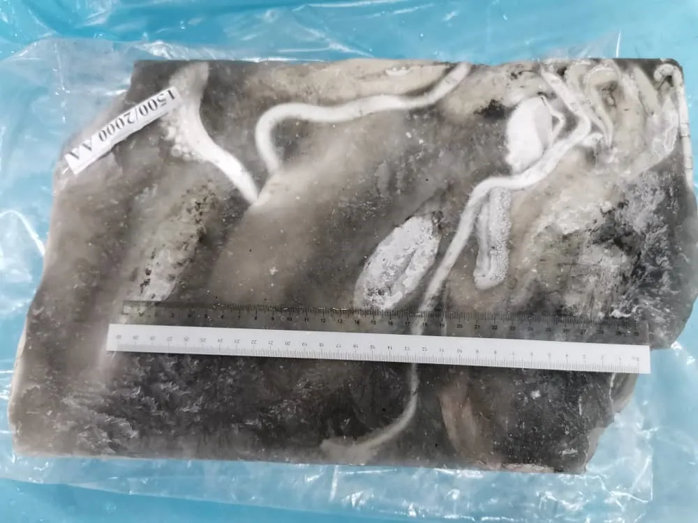 Malaysia Good Quality Frozen Whole Round Fresh Cuttlefish With Block Freezing No Soaking