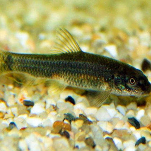 Корм для рыб из водорослей Garra Rufa