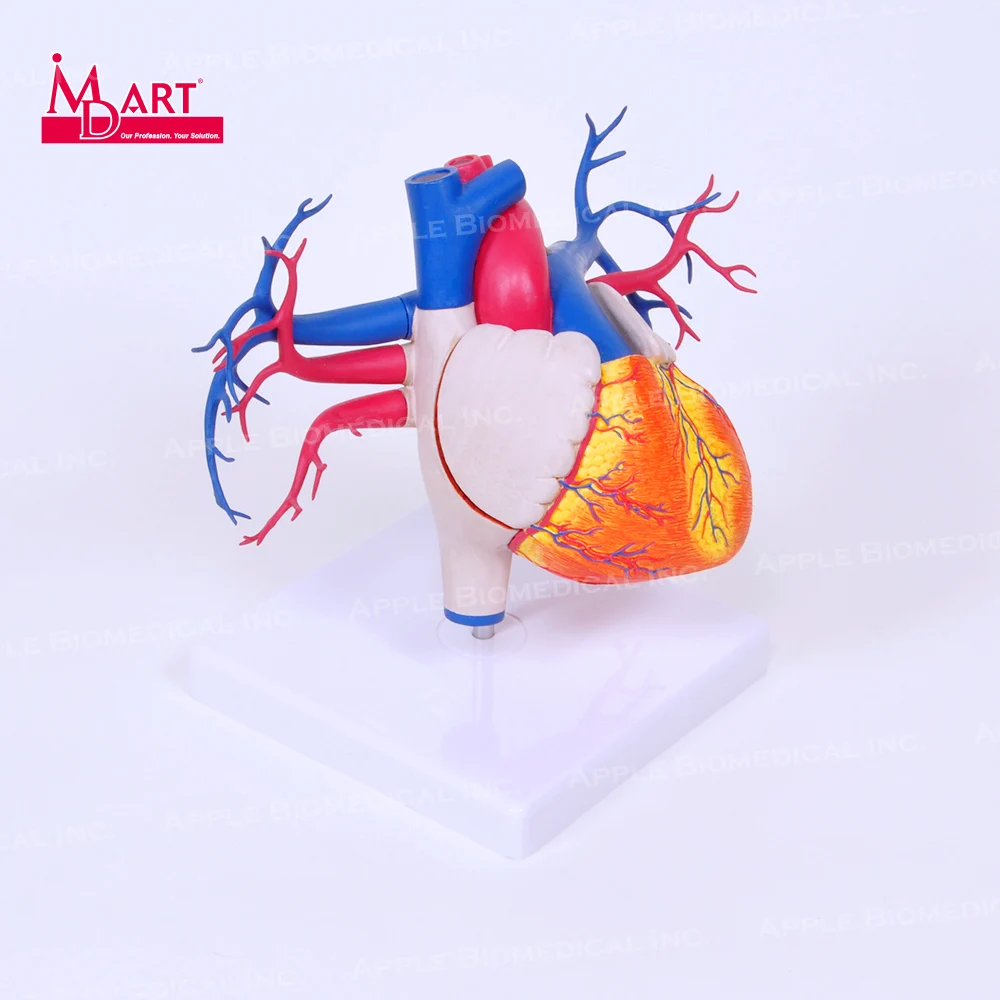 Артерия и венозная модель сердца с открытой камерой для модели человеческих органов