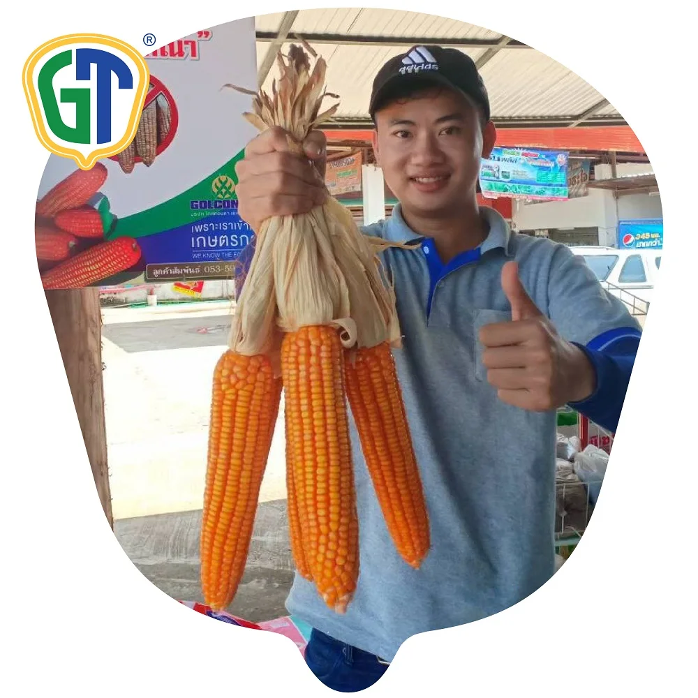 
Seeds for Vegetables Medium Yellow Red Hybrid Corn Seeds GT822 From Thailand 