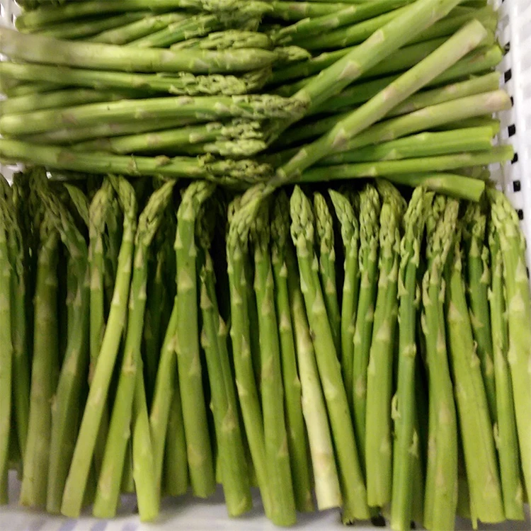 GREEN ASPARAGUS FRESH AT COMPETITIVE PRICE SUPPLIER FROM VIETNAM - MS. ELAINE +84 375 431 541