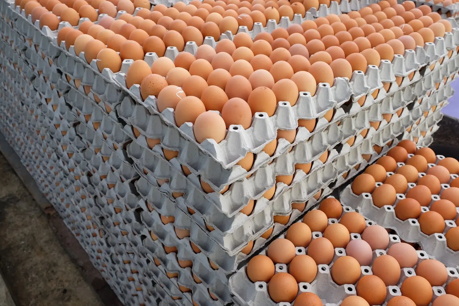 Broiler hatching eggs Ross 308 and Cobb 500 and Chicken Table Eggs Fresh Chicken Table Eggs